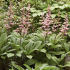 Rodžersija, plūksnainā 'Elegans' /rodgersia pinnata/ - C1 kont.