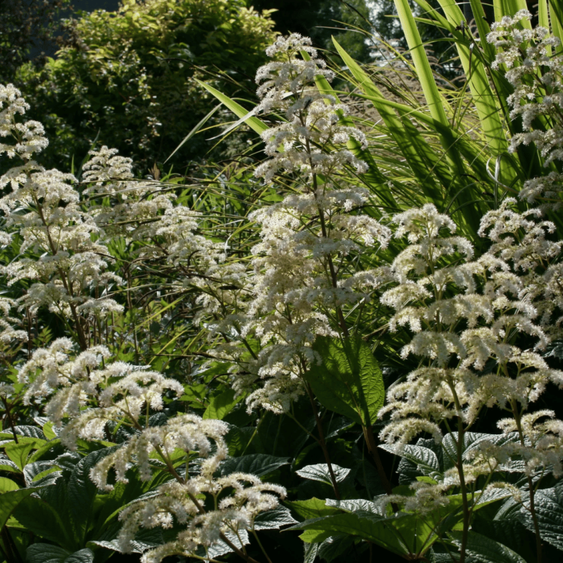 copy of Knifofija 'Royal Castle' /kniphofia/ - P9 kont.
