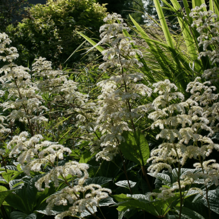Rodžersija, plūksnainā 'Elegans' /rodgersia pinnata/ - C1 kont.