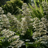Rodžersija, plūksnainā 'Elegans' /rodgersia pinnata/ - C1 kont.