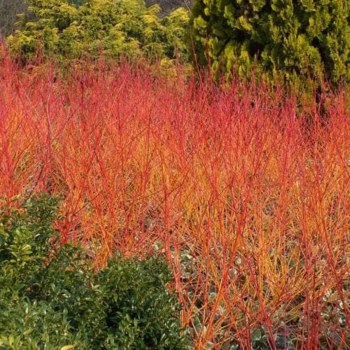 Grimonis, asinssarkanais "Anny's Winter Orange" /cornus sanguinea/ - C5 kont.