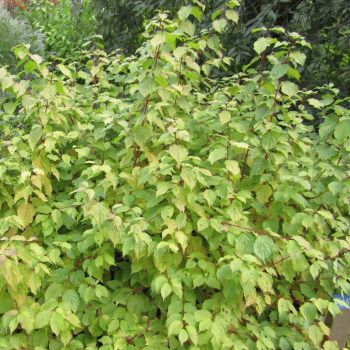 Grimonis, asinssarkanais "Anny's Winter Orange" /cornus sanguinea/ - C5 kont.