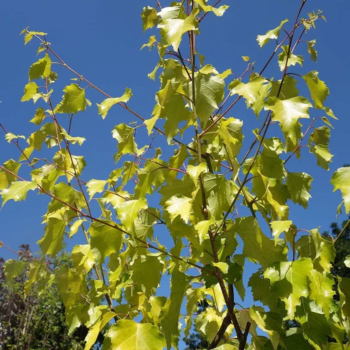 copy of Bērzs, āra, nokarenais "Laciniata" /betula pendula/ -130cm.