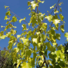 copy of Bērzs, āra, nokarenais "Laciniata" /betula pendula/ -130cm.