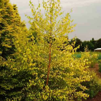 Bērzs, āra, nokarenais "Golden Obelisk" /betula pendula/ - 100cm.