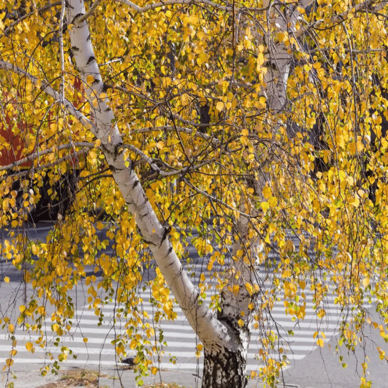 copy of Bērzs, āra, nokarenais "Laciniata" /betula pendula/ -130cm.