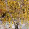 copy of Bērzs, āra, nokarenais "Laciniata" /betula pendula/ -130cm.