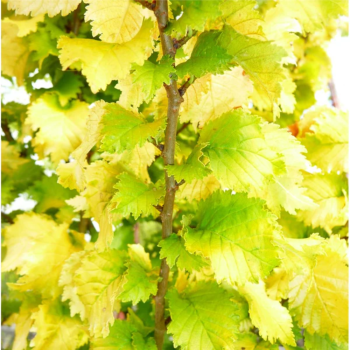 Goba, Holandes 'Wredrei' /ulmus hollandica/ - 70cm