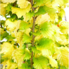 Goba, Holandes 'Wredrei' /ulmus hollandica/ - 70cm