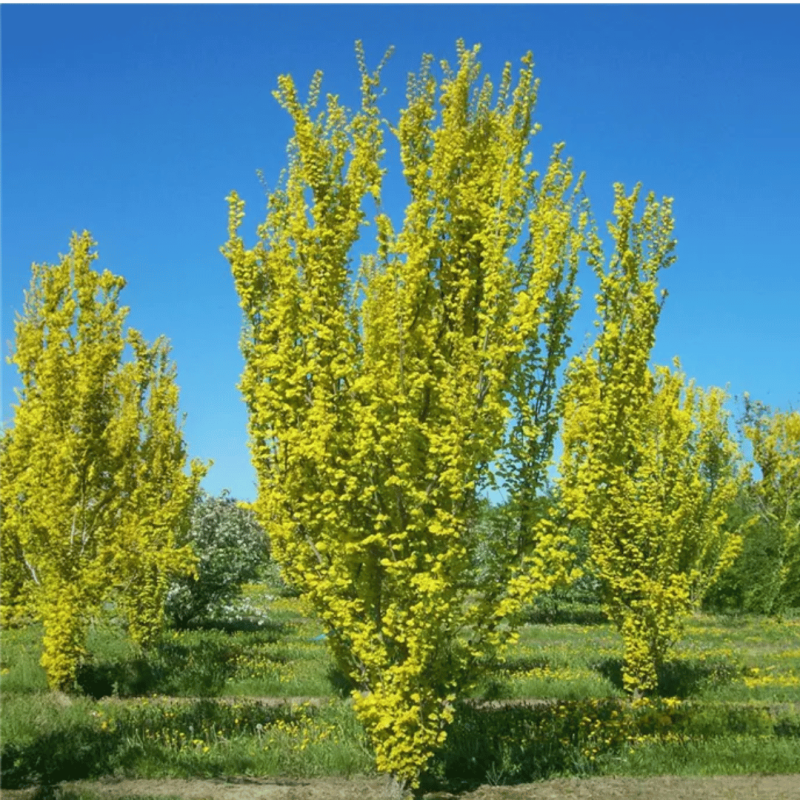 Goba, Holandes 'Wredrei' /ulmus hollandica/ - 70cm