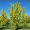 Goba, Holandes 'Wredrei' /ulmus hollandica/ - 70cm