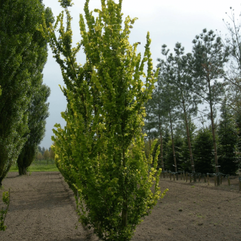 copy of Bērzs, āra, nokarenais "Laciniata" /betula pendula/ -130cm.