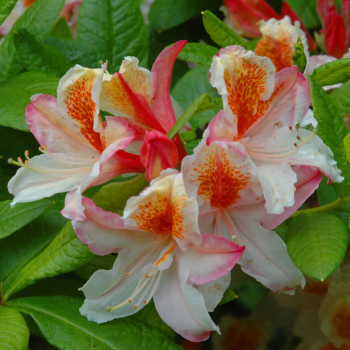 Rododendrs, vasarzaļais...