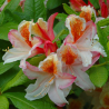 Rododendrs, vasarzaļais 'Pink Delight' /Azalea mollis/ - C3 kont.
