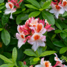 Rododendrs, vasarzaļais 'Jock Brydon' /Azalea mollis/ - C3 kont.