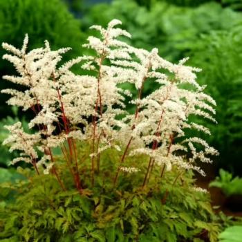 Kazbārdis, pundurkazbārdis 'Horatio' /aruncus aethusifolius/ - C1 kont.