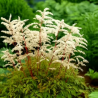 Kazbārdis, pundurkazbārdis 'Horatio' /aruncus aethusifolius/ - C1 kont.