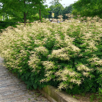Kazbārdis, pundurkazbārdis 'Horatio' /aruncus aethusifolius/ - C1 kont.