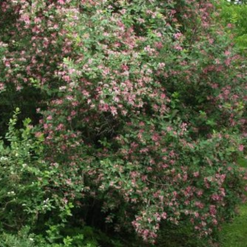 Sausserdis, Tatārijas 'Rosea' /lonicera tatarica/ - C4 kont.