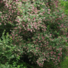 Sausserdis, Tatārijas 'Rosea' /lonicera tatarica/ - C4 kont.
