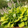 copy of Hosta 'Popcorn' /Hosta/ - P12 kont.