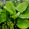 copy of Hosta 'Popcorn' /Hosta/ - P12 kont.