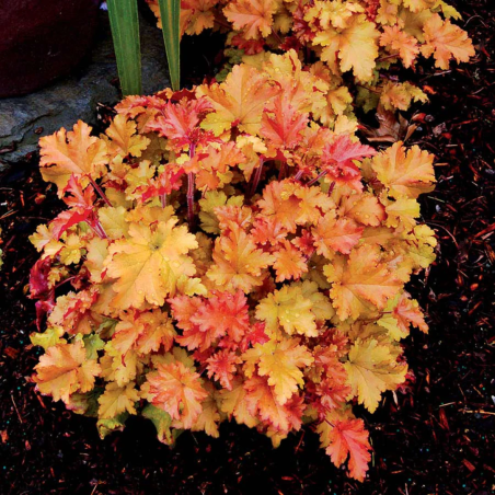 copy of Heihēra "Coral Forest" /heuchera/ - P12 kont.