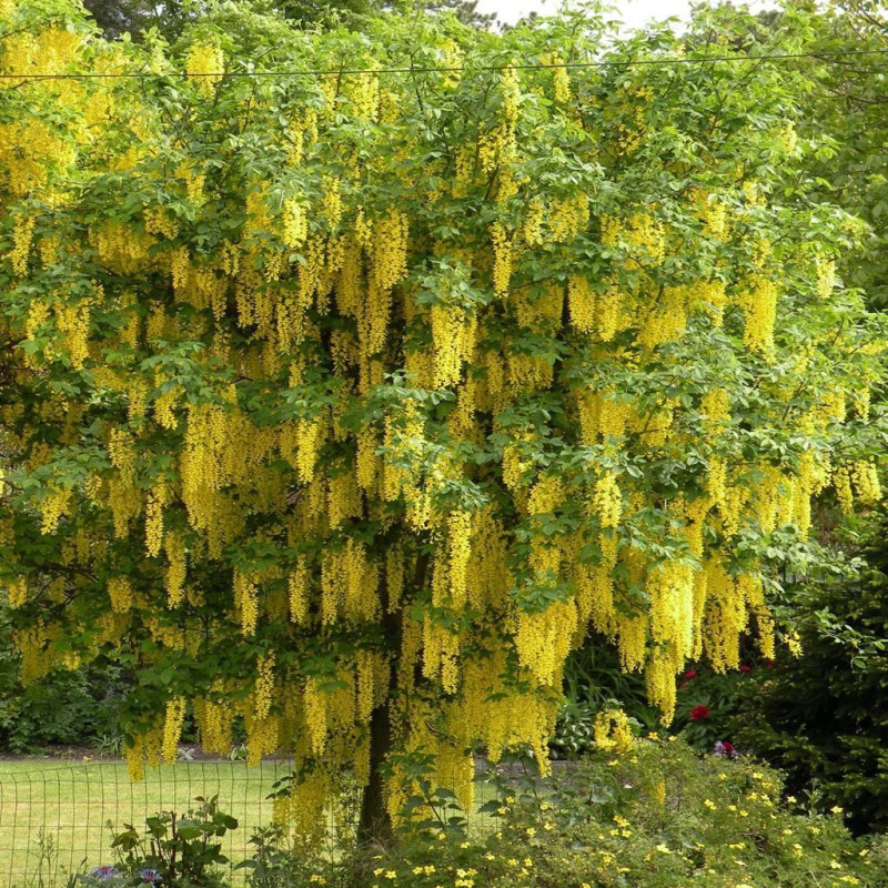 copy of Zeltlietus ,,Vossi,, /Laburnum x watereri/ - C10 kont.