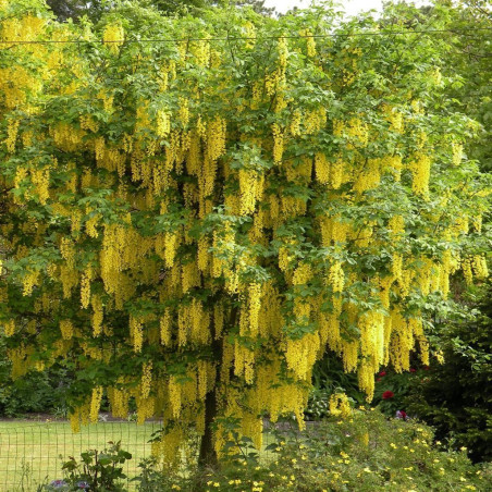 copy of Zeltlietus ,,Vossi,, /Laburnum x watereri/ - C10 kont.