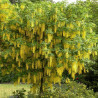 Zeltlietus, parastais /Laburnum anagyroines/ C1 kont.