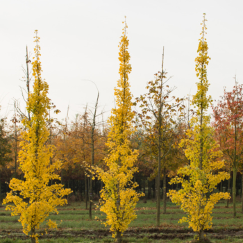 copy of Ginka koks /ginkgo biloba/ - 70-90 cm. C2 kont.