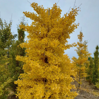 Ginka koks 'Tit' ('Chi Chi') /ginkgo biloba/ - 20-30cm. C1 kont.