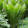 copy of Anemone 'Honorine Jobert'  /Anemone hybrida/ - P9 kont.