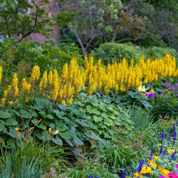 Ligulārija, šaurgalvainā 'The rocket' /ligularia stenocephala/ - C2 kont.