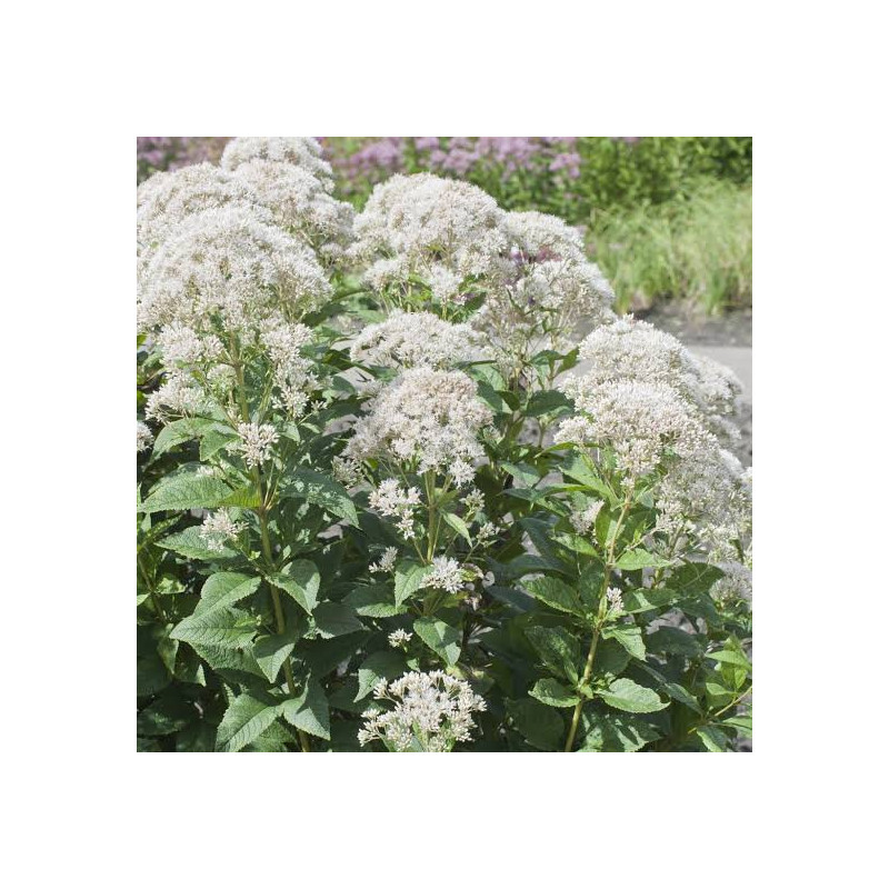 Krastkaņepe 'Snowball' /Eupatorium/