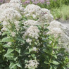 Krastkaņepe 'Snowball' /Eupatorium/