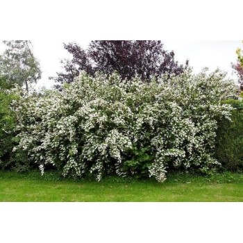 copy of Korinte, Lamarka /amelanchier lamarckii/ - kailsakņu stāds, 100-125cm.