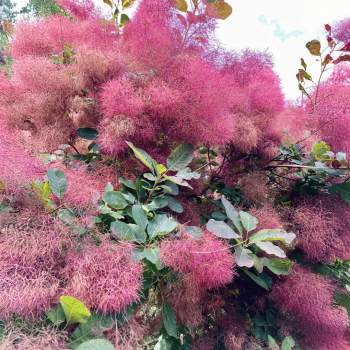 Parūkkoks ,,Ruby Glow,, /cotinus coggyria/ - C3 kont.