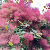 Parūkkoks ,,Ruby Glow,, /cotinus coggyria/ - C3 kont.