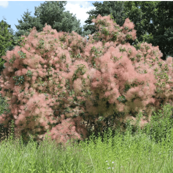 copy of Parūkkoks ,,Lilla,, /cotinus coggyria/ - C4 kont.