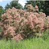 Parūkkoks ,,Candy Floss,, /cotinus coggyria/ - C3 kont.