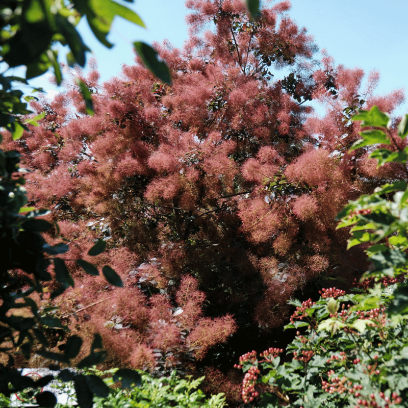 Parūkkoks ,,Magical Red,, /cotinus coggyria/ - C3 kont.