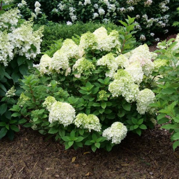 copy of Hortenzija, šluotelinė ,,Candlelight,, /Hydrangea paniculata/ - P9 kont.