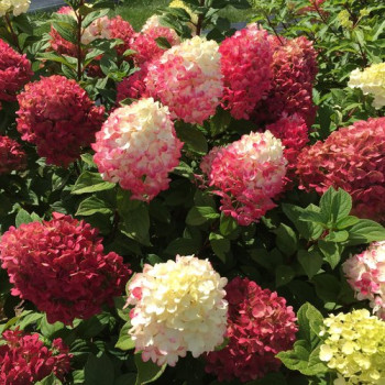 Hortenzija, skarainā ,,Little Lime® Punch,, /Hydrangea paniculata/ - C3 kont.