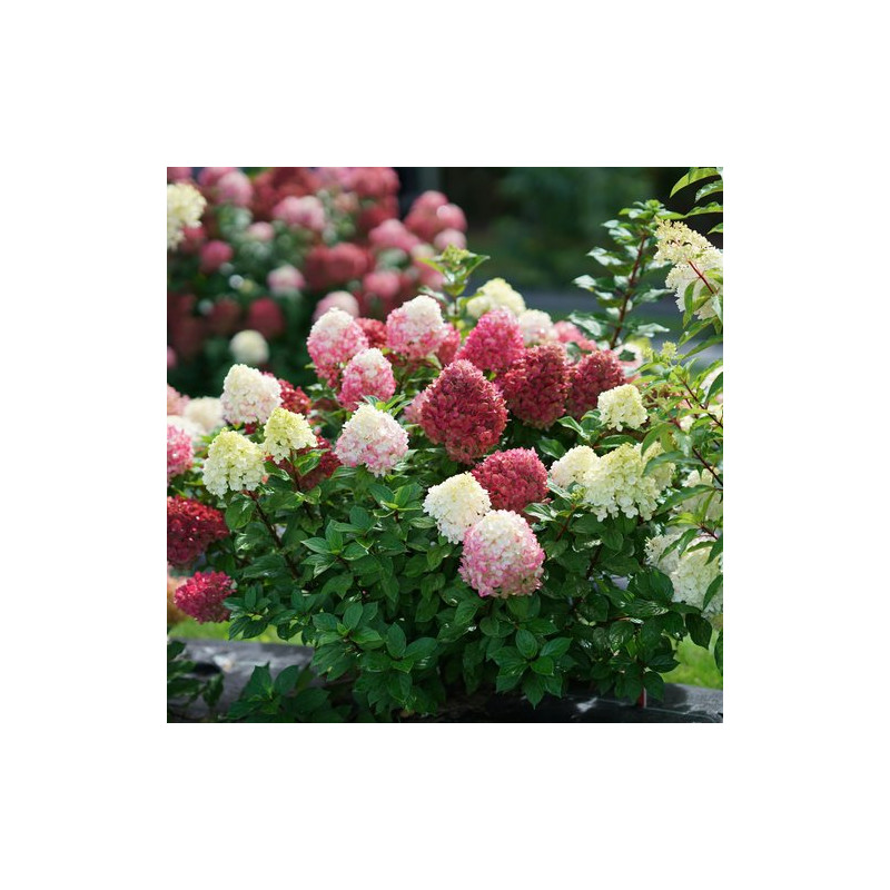 copy of Hortenzija, skarainā ,,Candlelight,, /Hydrangea paniculata/ - P9 kont.