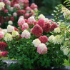 copy of Hortenzija, skarainā ,,Candlelight,, /Hydrangea paniculata/ - P9 kont.