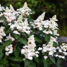 Hortenzija, skarainā ,,Living infinity,, /Hydrangea paniculata/ -  C2,5 kont.