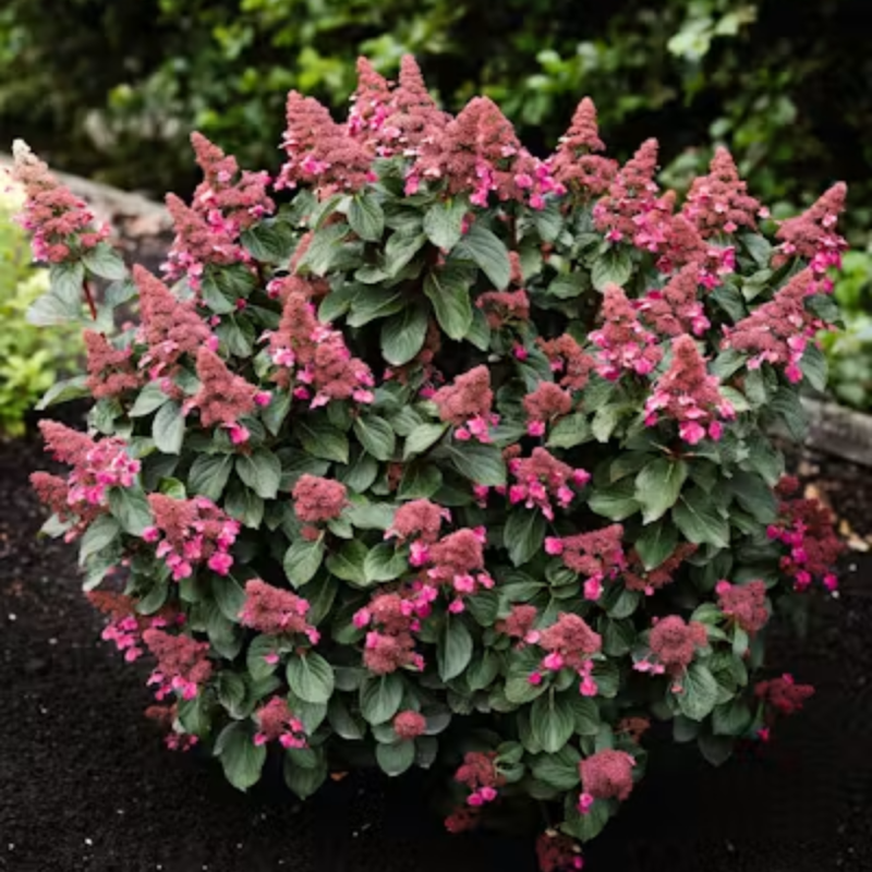 copy of Skarainā hortenzija ,,Pinky Winky,, /Hydrangea paniculata/ -  C20 kont.