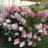 Hortenzija, skarainā ,,Pink Lady,, /Hydrangea paniculata/ - C2,5 kont.