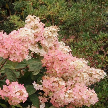 copy of Hortenzija, skarainā ,,Pink Lady,, /Hydrangea paniculata/ - P9 kont.
